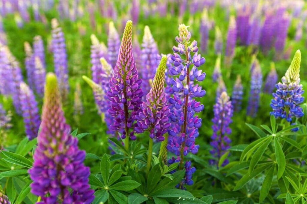A propos des fleurs de lupin (Lupinus)