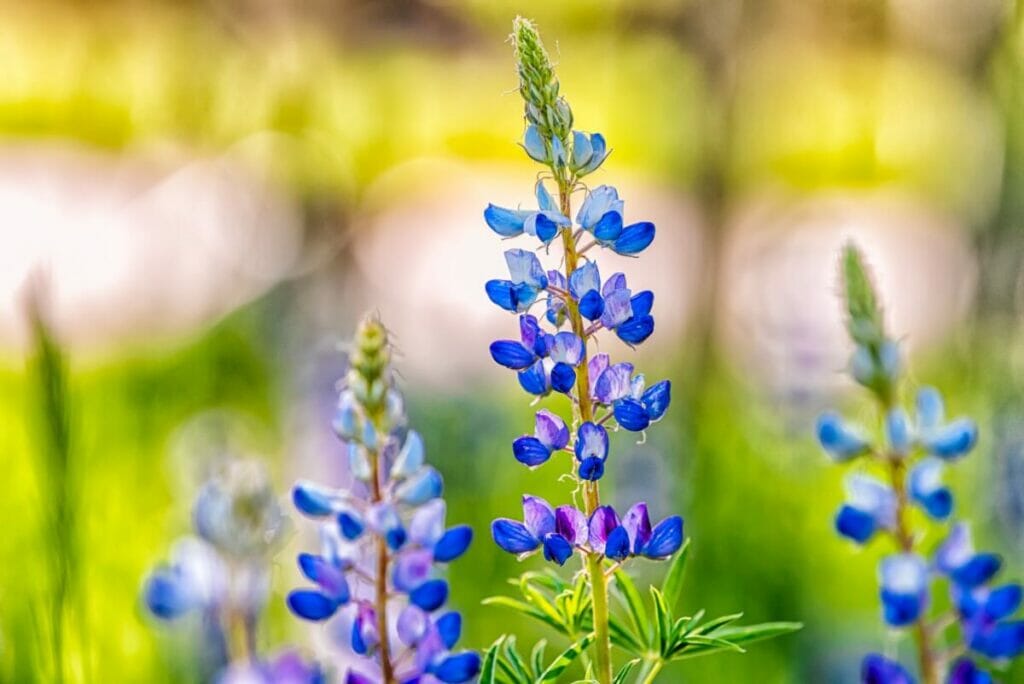 Signification de la fleur de lupin à l'époque victorienne