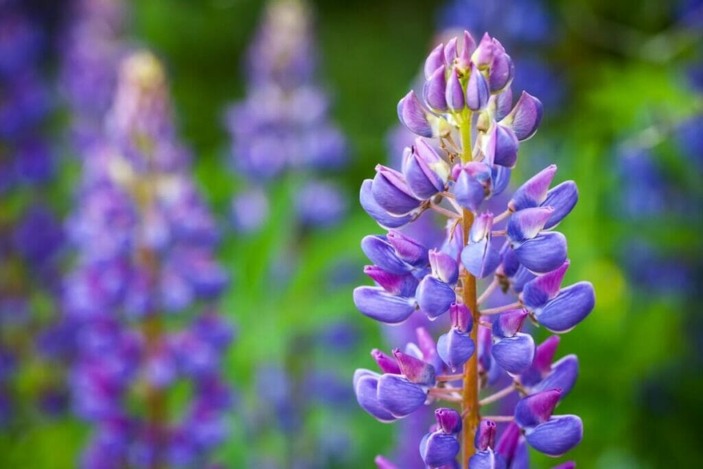 La signification, le symbolisme et l'importance culturelle des fleurs de lupin