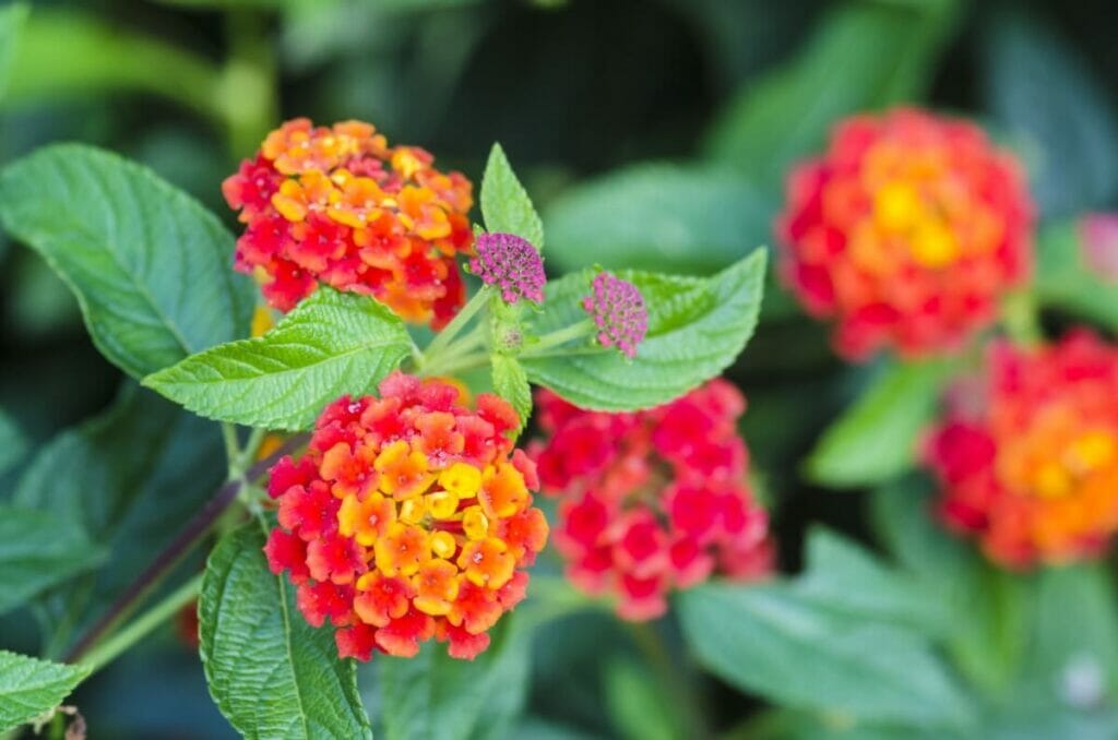 Le lantana commun dans le langage victorien des fleurs