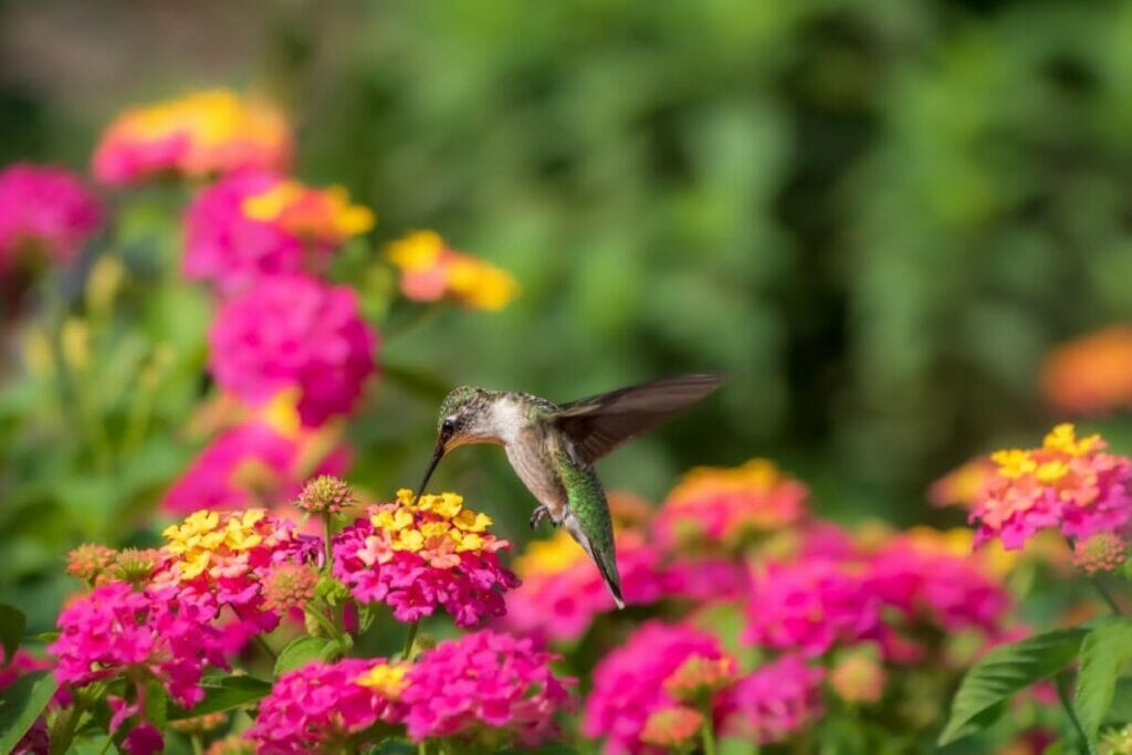 Utilisations et bienfaits de la lantane (Lantana camara)