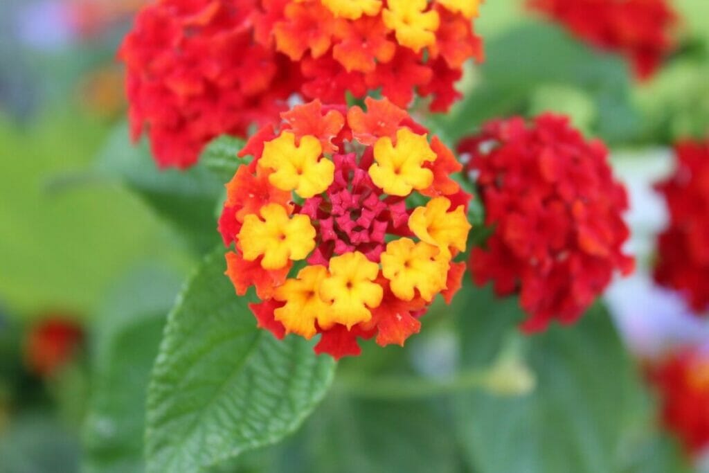 D'où viennent les fleurs de lantana ?
