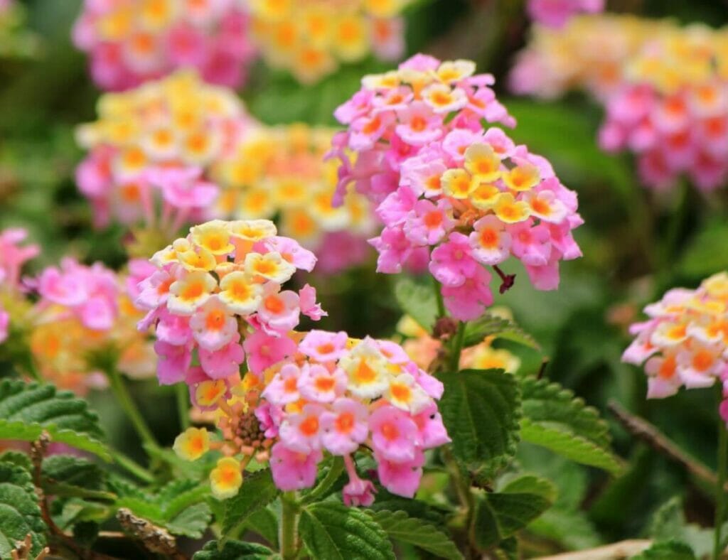 A propos de Lantana (Lantana camara)