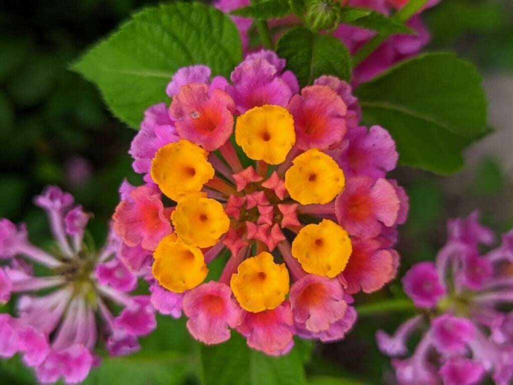 Caractéristiques botaniques