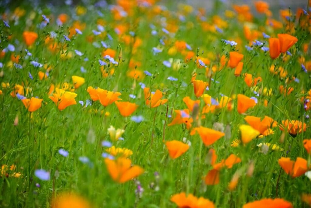 Le coquelicot dans le langage victorien des fleurs