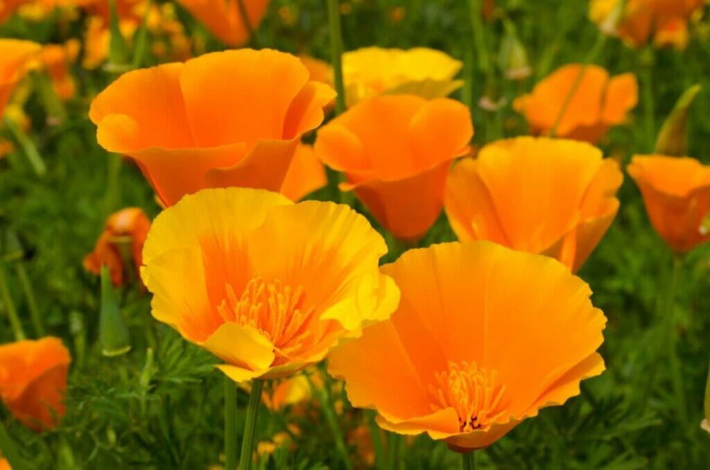 A propos de The California Poppy