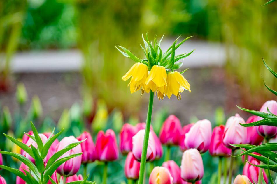 Quelle est la saison des fleurs de fritillaire ?
