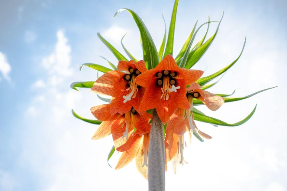 Signification et symbolisme de la fleur de Fritillaria