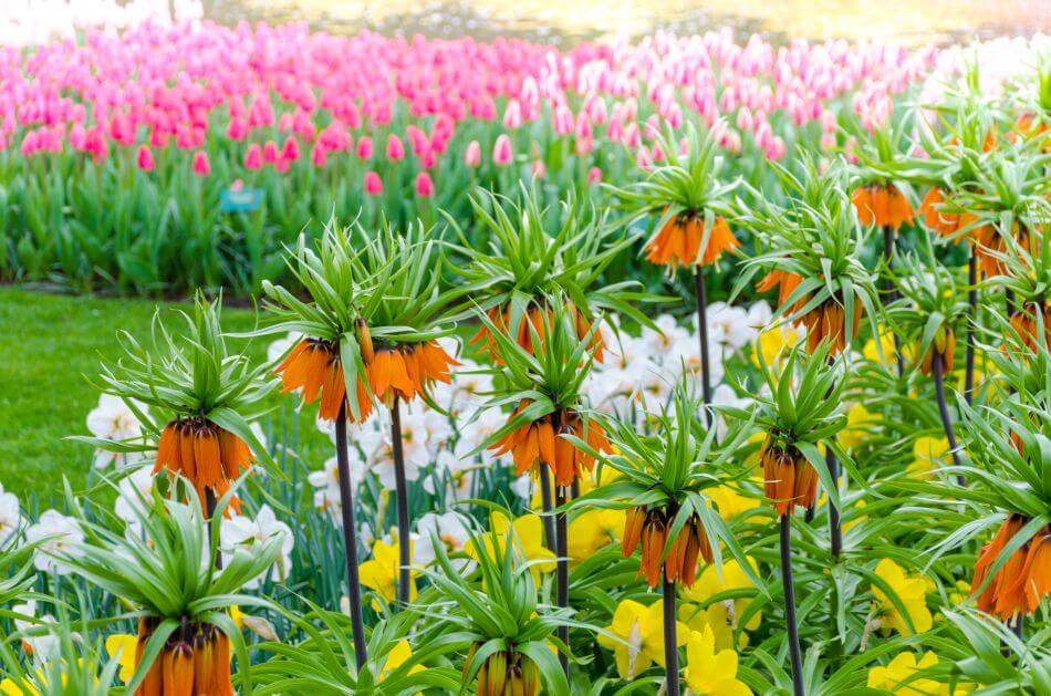 Mythologie et histoire de la fleur de fritillaire d'Iran