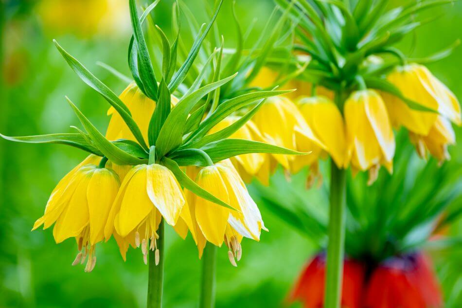 L'importance culturelle des fleurs de fritillaire