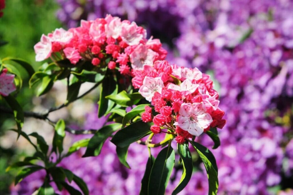 Utilisations et bienfaits des fleurs de kalmia