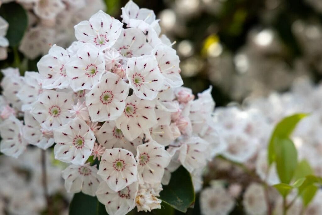 Spoonwood basé sur un folklore peu fiable