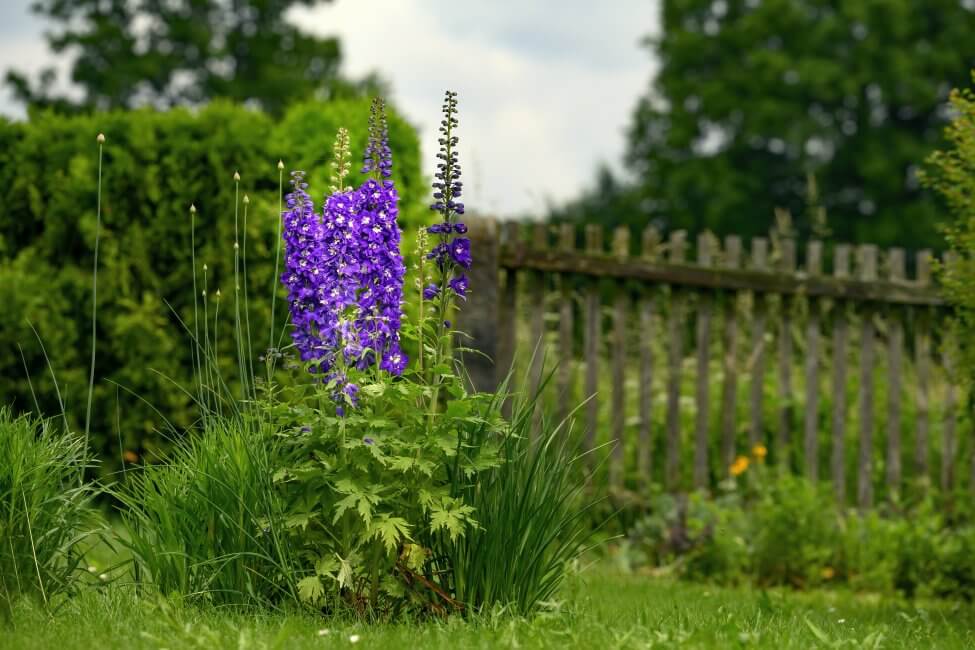 Types, espèces et cultivars d'alouettes populaires