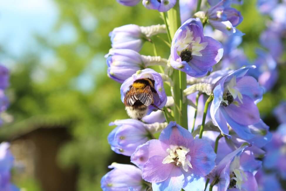 Les usages et les bienfaits de l'alchémille