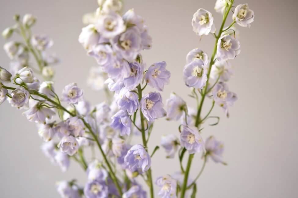 Comment prendre soin des fleurs d'alouette fraîchement coupées à la maison