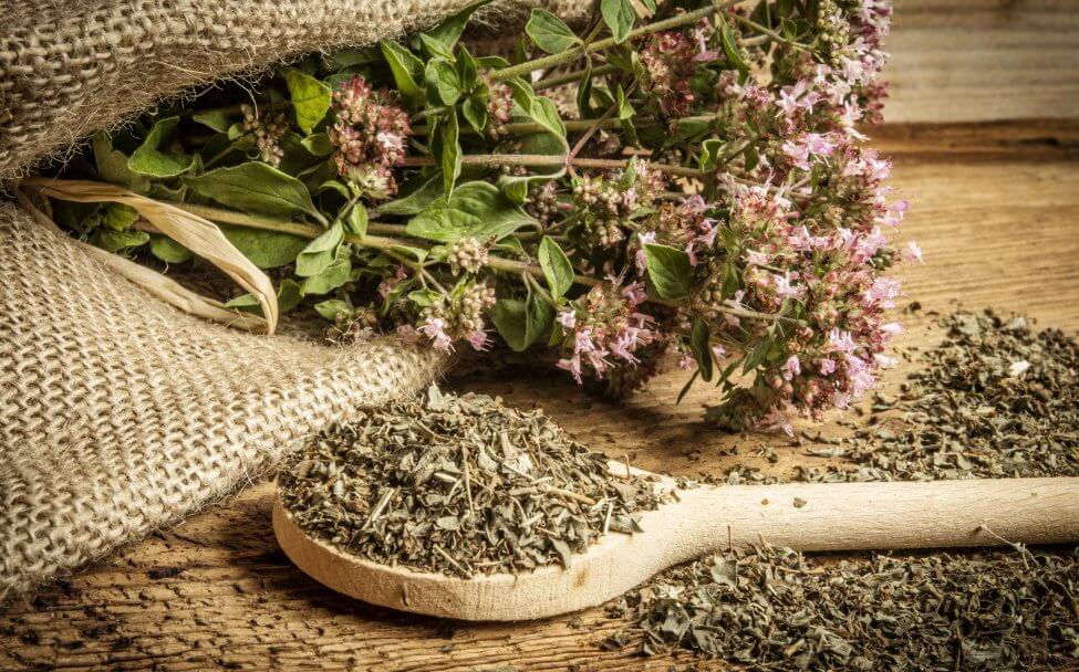 Utilisations et bienfaits des plantes d'origan