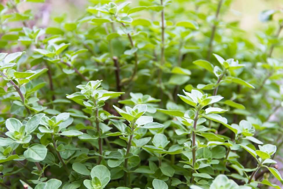 Autres besoins de culture de l'origan