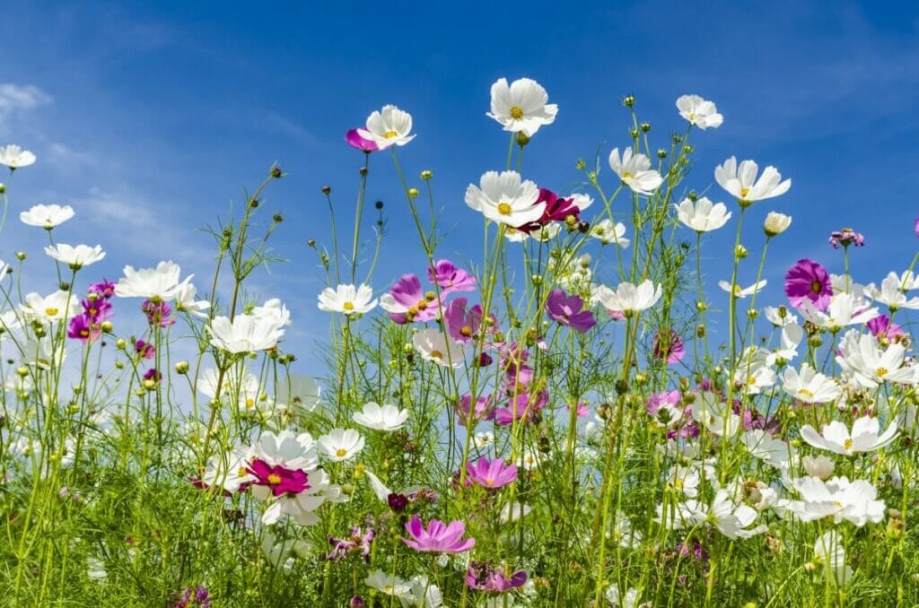 A propos de Cosmos Flowers
