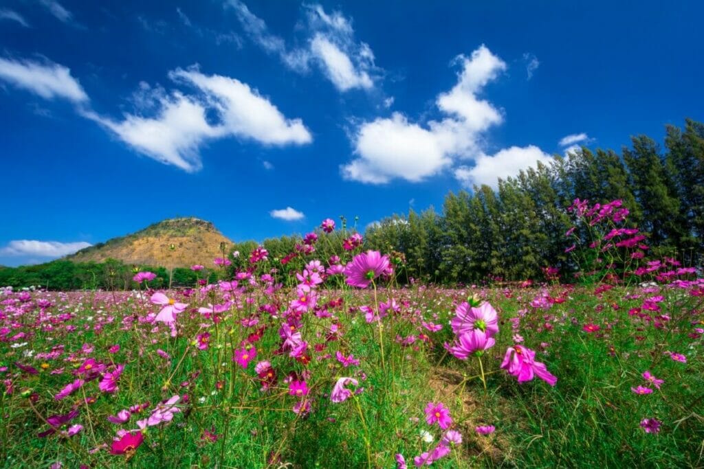 Culture grecque et fleurs du cosmos