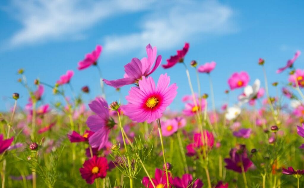 Les fleurs du cosmos dans les mythes et le folklore