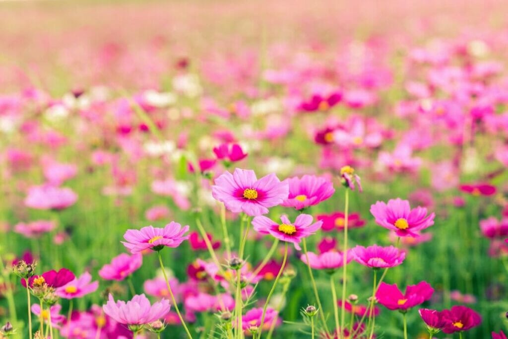 La signification, le symbolisme et l'importance culturelle des fleurs du cosmos