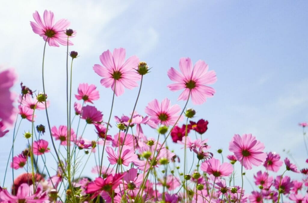 Les cosmos attirent-ils les pollinisateurs ?