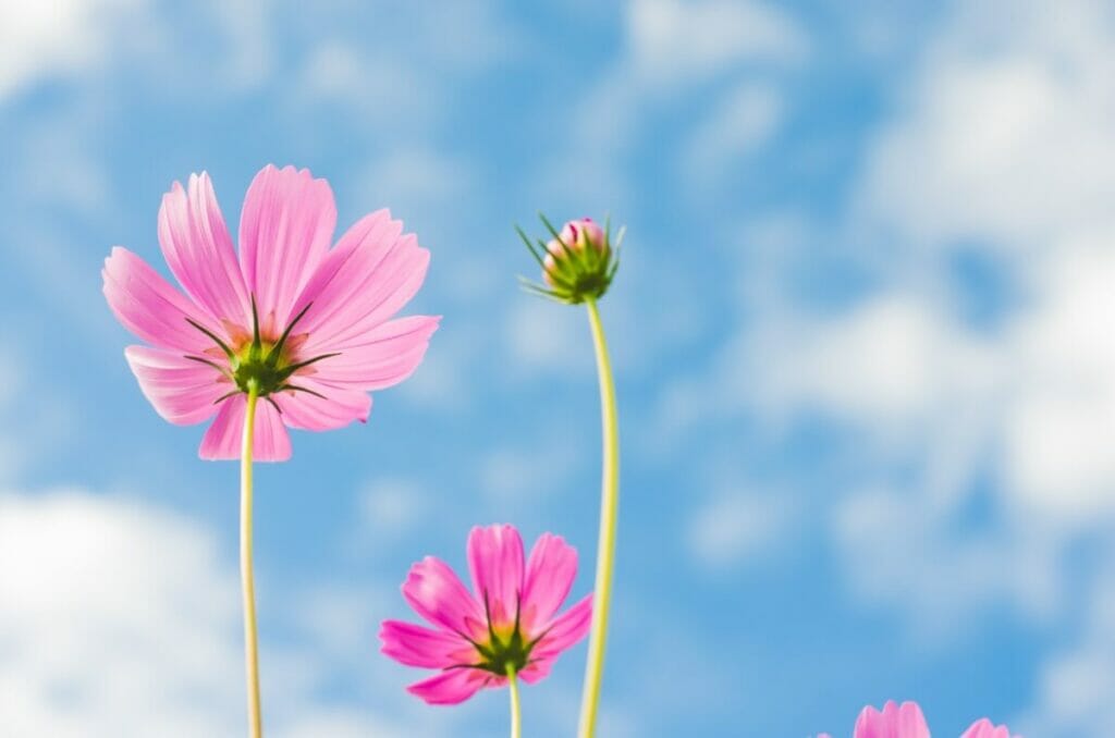 Les fleurs du cosmos dans la religion et les pratiques spirituelles