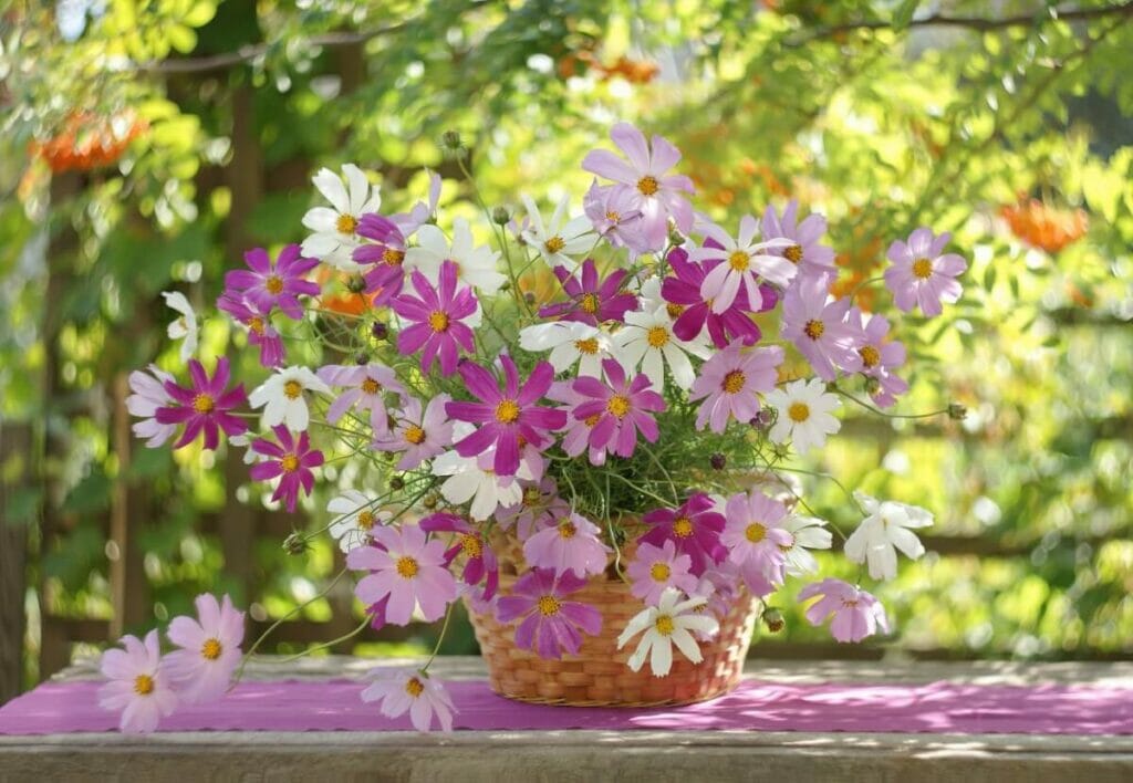 Occasions de cadeaux appropriées pour les fleurs de Cosmos