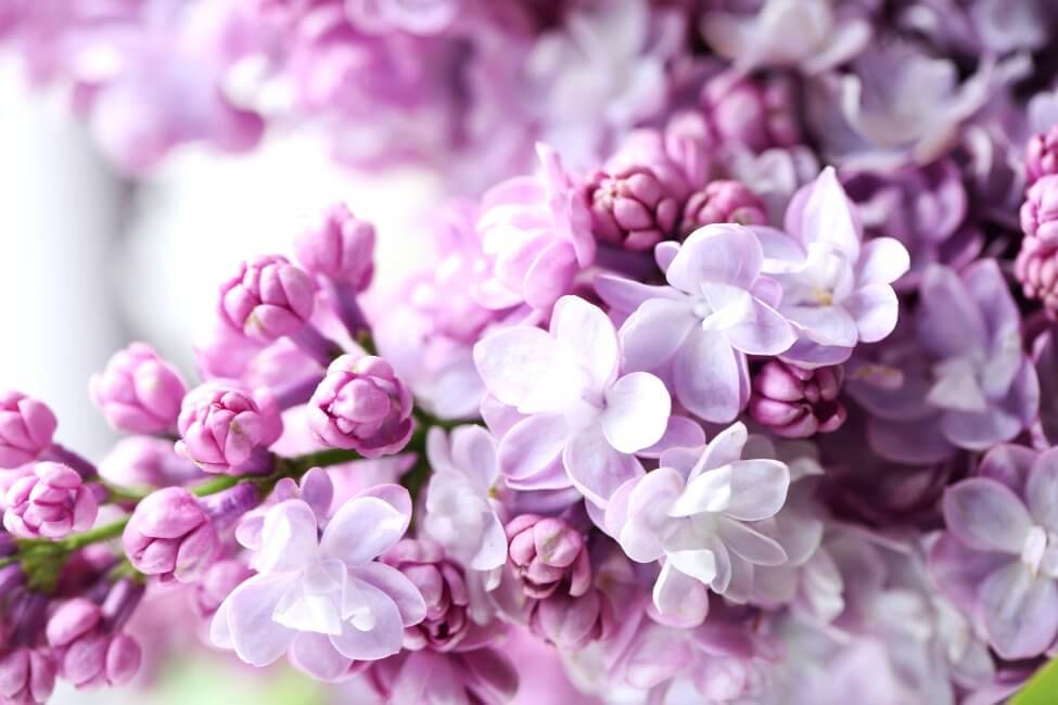 A propos des fleurs de lilas