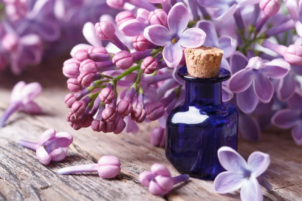 Utilisations et bienfaits des fleurs de lilas