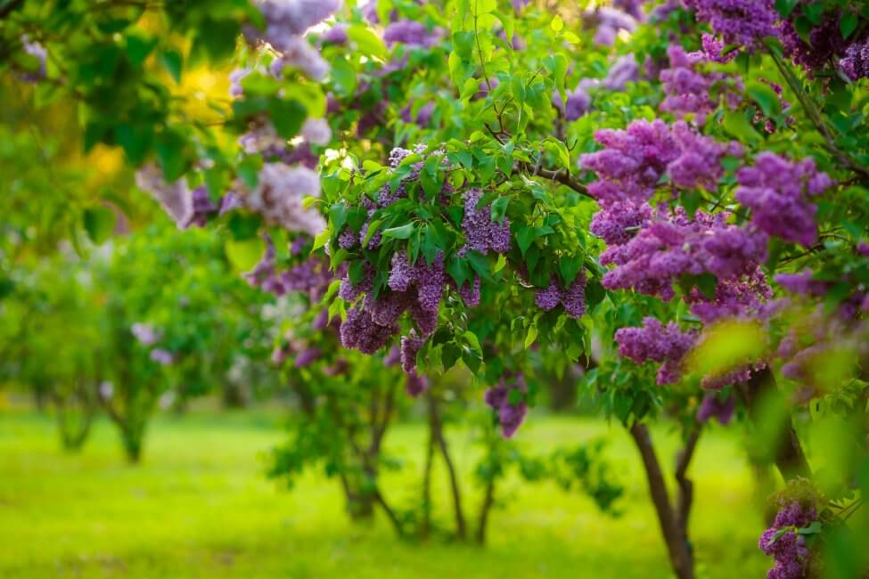 Types, espèces et cultivars populaires de lilas