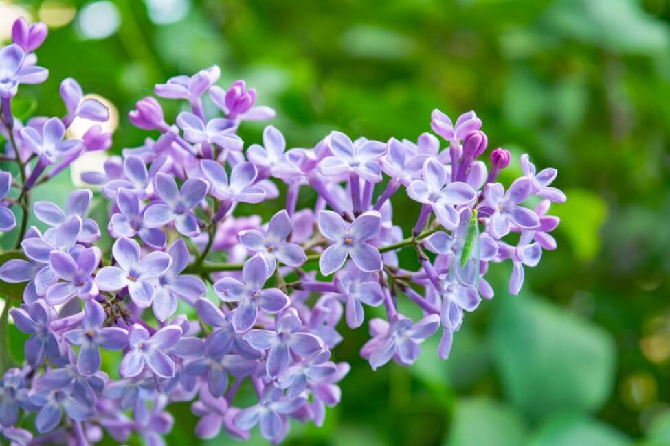 Signification de la fleur lilas violet clair