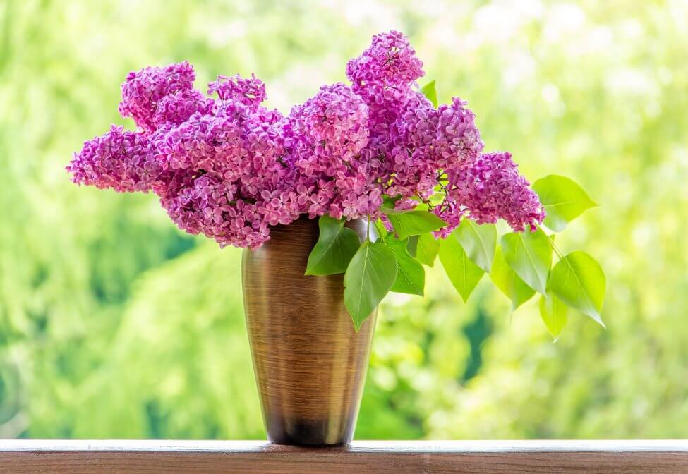 Occasions de cadeaux appropriées pour les fleurs de lilas