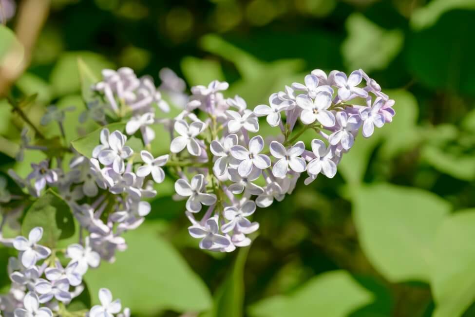 Signification de la fleur de lilas blanc