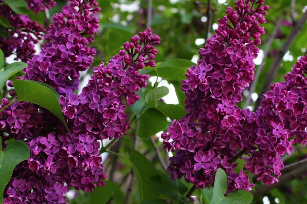 Signification de la fleur Magenta Lilas