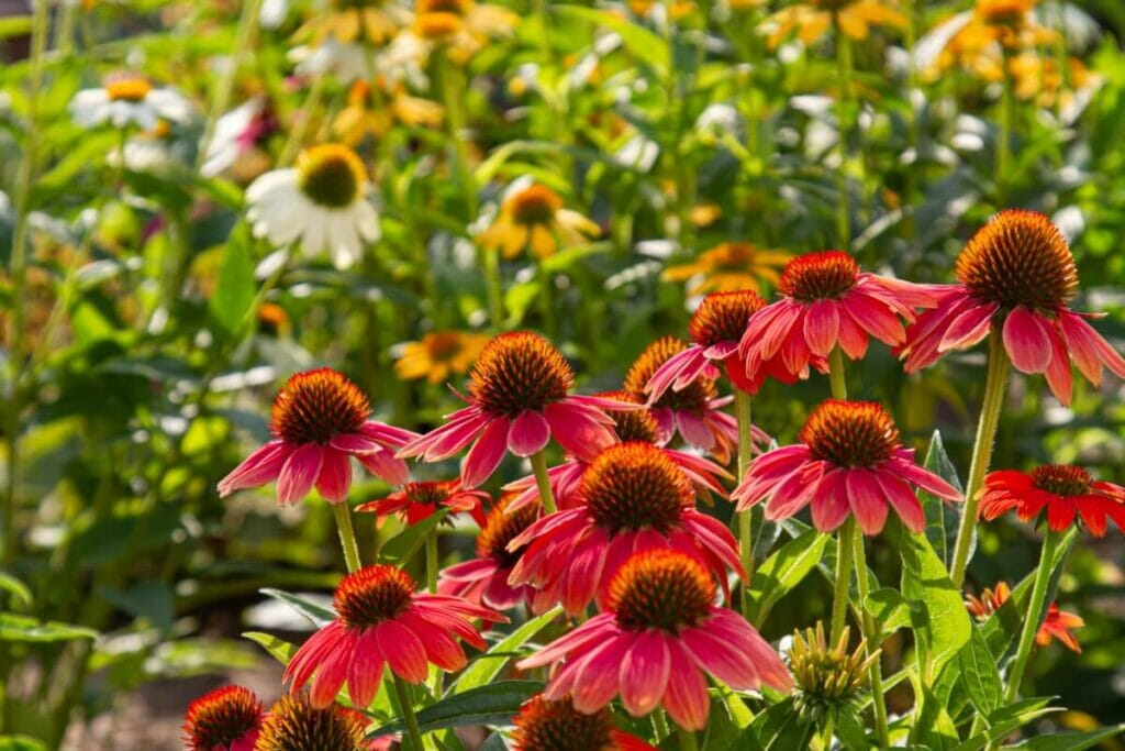 Types, espèces et cultivars populaires