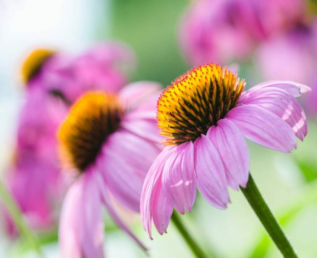 Occasions de cadeaux appropriées pour les fleurs de cèdre