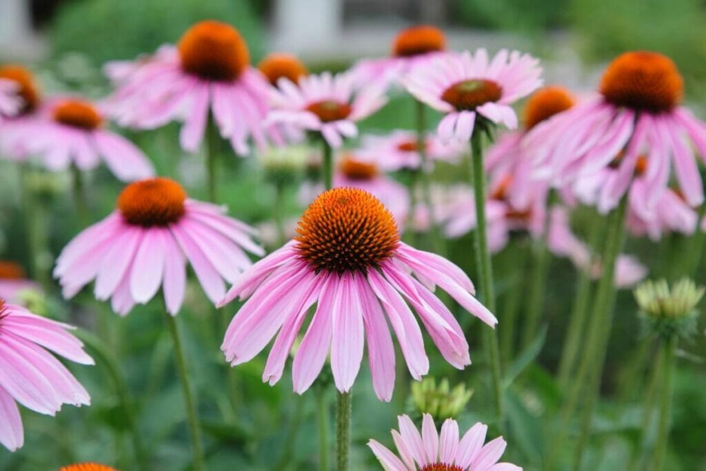 A propos des fleurs d'Echinacea (fleur de cocotier)