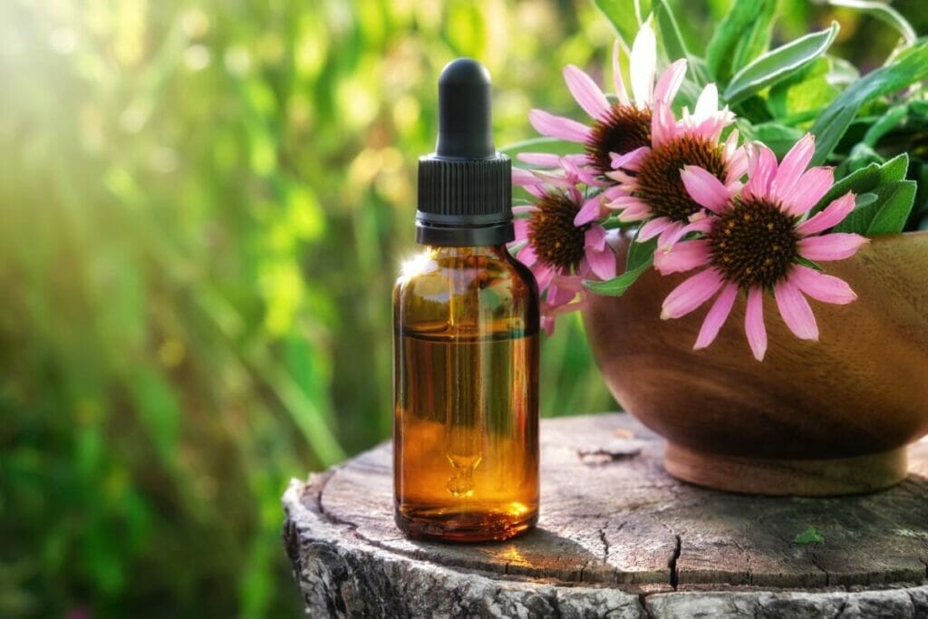 Utilisations et bienfaits des fleurs d'échinacée