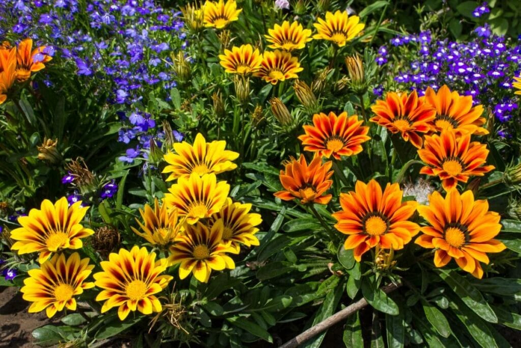 Types populaires de fleurs de gazania