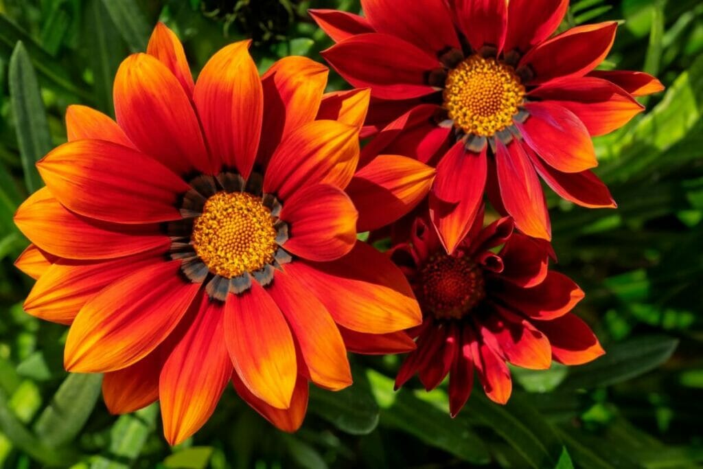 A propos de Gazania (Fleurs au trésor)