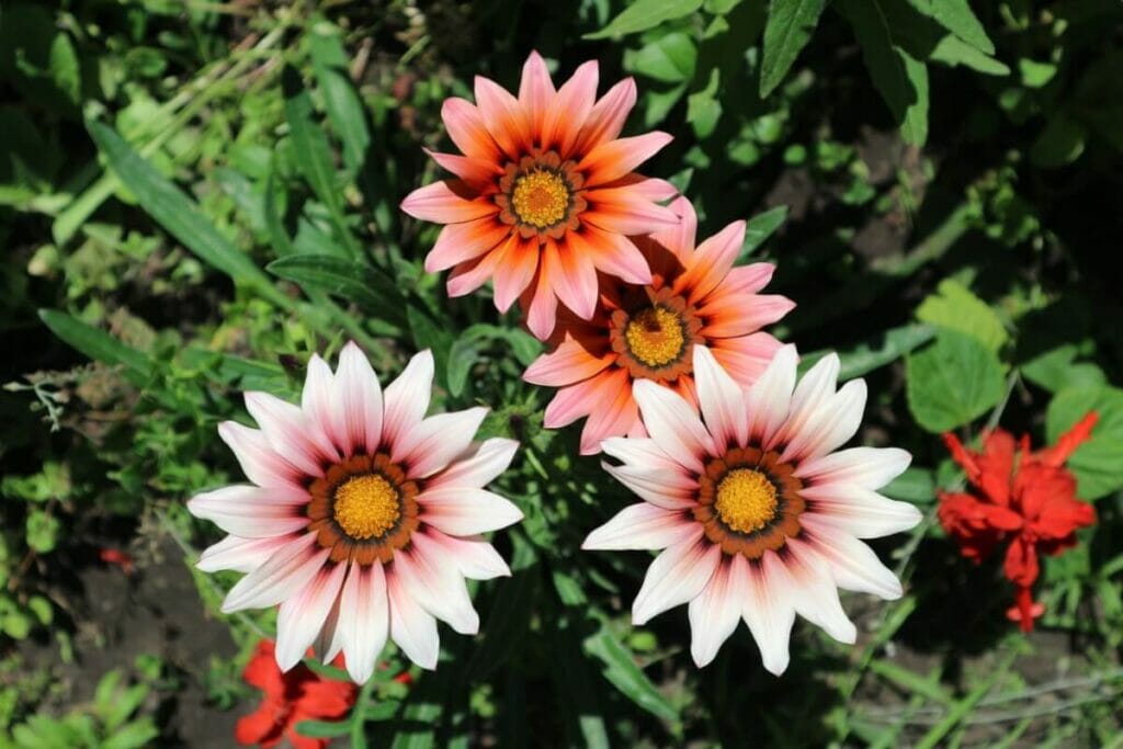 Occasions de cadeaux appropriées pour les fleurs au trésor