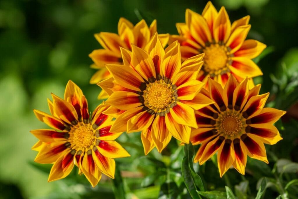 Utilisations et bienfaits des fleurs de trésor