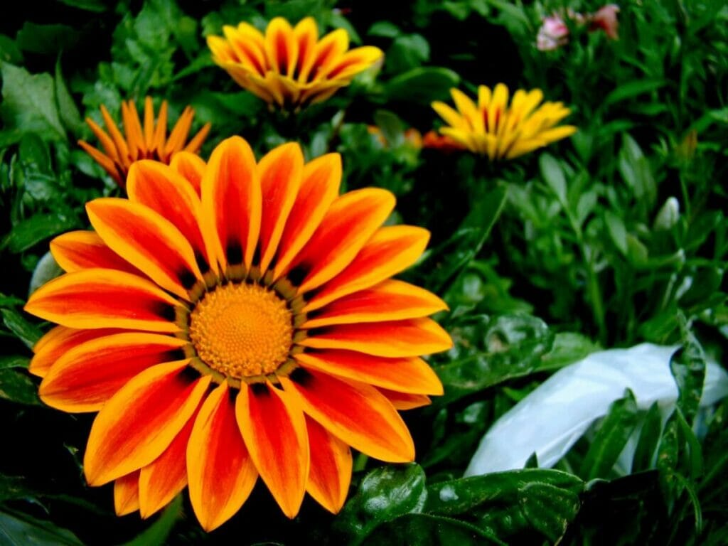 Les couleurs de Gazania et leur signification symbolique dans le langage des fleurs