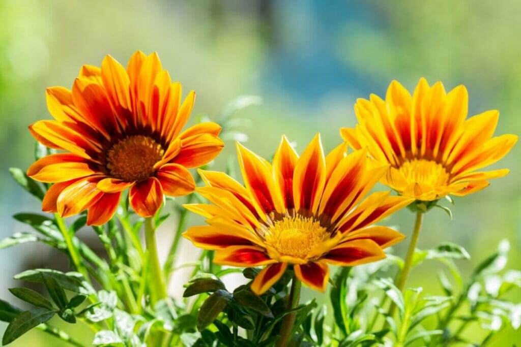 La signification, le symbolisme et l'importance culturelle de Gazania rigens (fleurs de trésor)