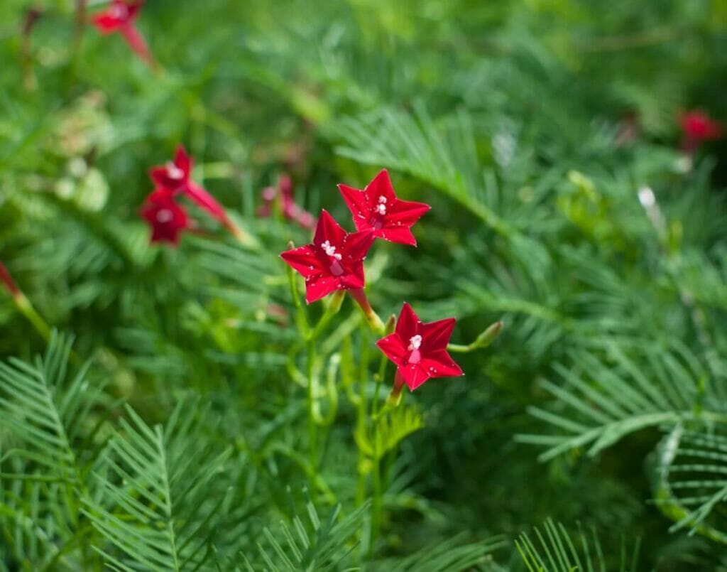 A propos des fleurs de cyprès (Ipomoea quamoclit)