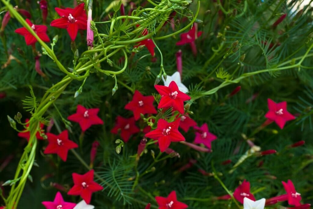 Types, espèces et cultivars populaires