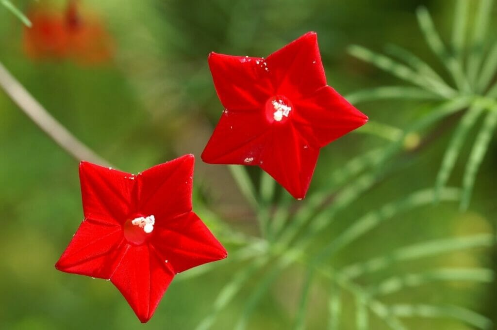 Occasions de cadeaux appropriées pour les fleurs de vigne cyprès