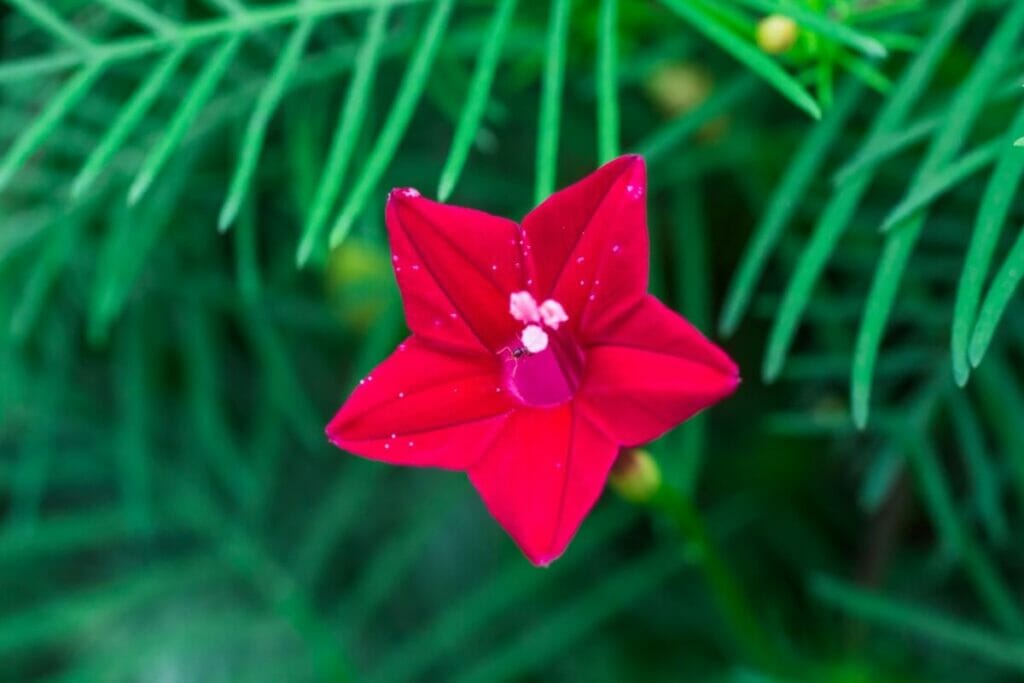 La signification, le symbolisme et l'importance culturelle des fleurs de cyprès