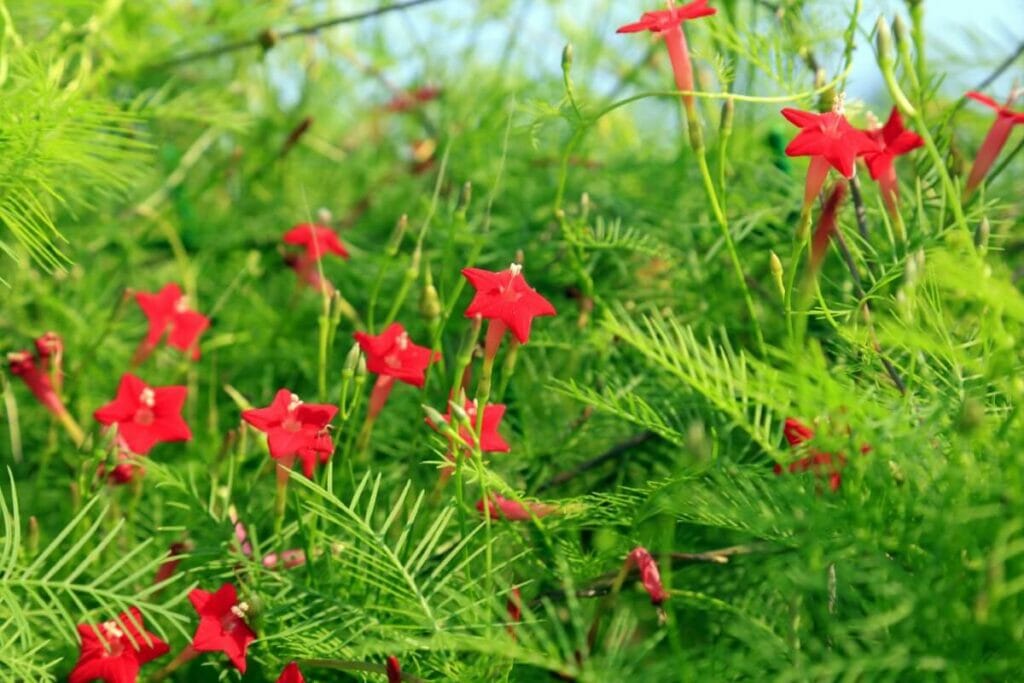 Les vertus médicinales de la vigne cyprès : 